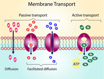 <p>Functions of Membrane Proteins</p>