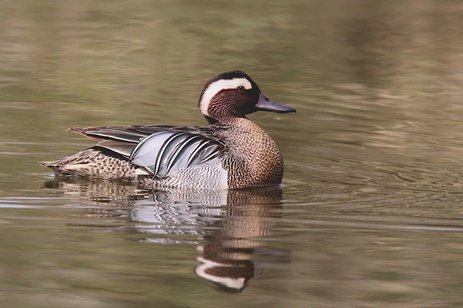 <p>bílý proužek nad okem, mramorovaná hruď</p>