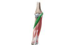 <p>distal attachment of pronator teres m.</p>
