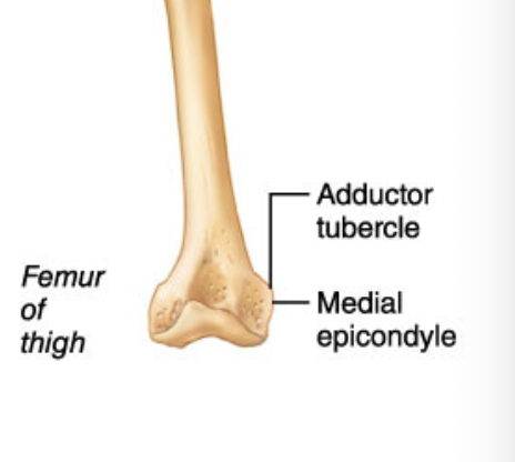 <p>Raised area on or above a condyle</p>