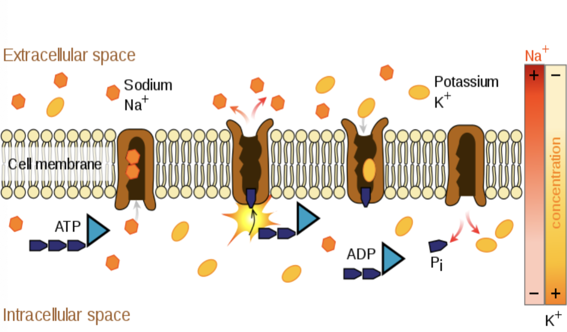 <ul><li><p>movement of molecules from a lower to a higher concentration using ATP as energy; it requires a protein carrier</p></li></ul><p></p>
