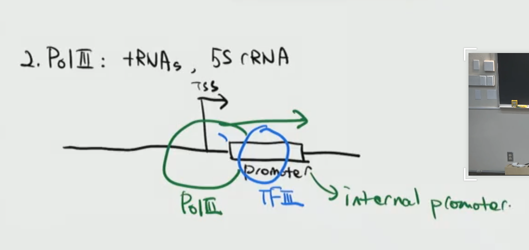 <p>Makes tRNAs, 5s rRNA (important distinction between these two structures is that promoter is encoded in the RNA being transcribed since is downstream of transcription start site</p>