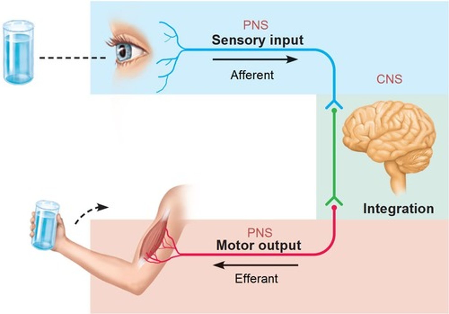 <p>Carries signals to CNS</p>