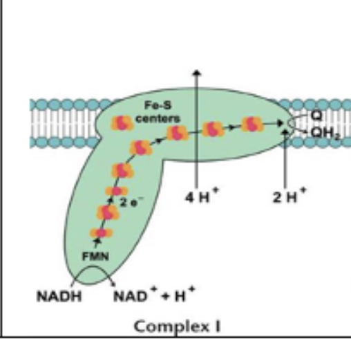 <p>NADH–coenzyme Q oxidation complex (NADH dehydrogenase)</p><ul><li><p>uses Fe-S cluster to transfer NADH electrons to FMN</p></li><li><p>Fe-S moves electrons to CoQ, forming CoQH<sub>2</sub></p></li><li><p>4 protons pumped </p></li><li><p>2 electrons transferred</p></li></ul><p></p>