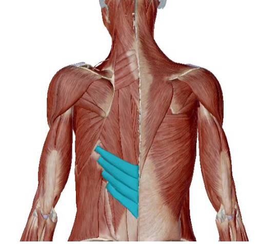 <p>what muscle is this </p>