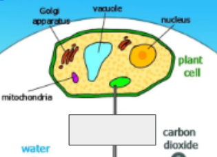 <p>photosynthesis cycle: name the step </p>