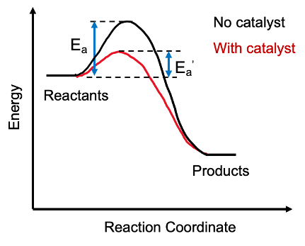 <p>Catalysts LOWER activation energy of a reaction, so less energy is needed for particles to react when they collide </p>