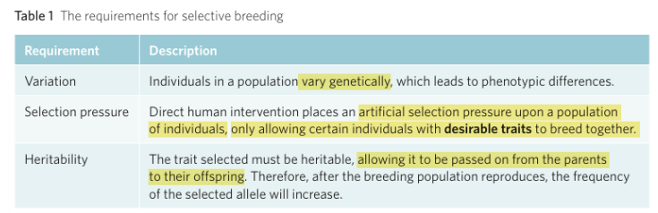 <p><span style="background-color: inherit; line-height: 20.7px; color: windowtext;"><strong>Selective breeding/artificial selection</strong> process of changing a population’s gene pool due to humans altering the breeding behaviour of animals and plants to develop a selected trait</span><span style="line-height: 20.7px; color: windowtext;"> </span></p><ul><li><p class="Paragraph SCXO268277272 BCX0" style="text-align: left;"><span style="background-color: inherit; line-height: 20.7px; color: windowtext;">Humans act as selective agents</span><span style="line-height: 20.7px; color: windowtext;"> </span></p></li></ul><p></p>