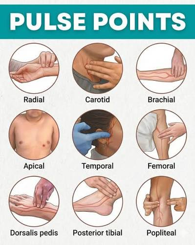 <p>assessed by palpating peripheral arteries, by auscultating the aplical pulse with a stethoscope, or by ultrasound</p>
