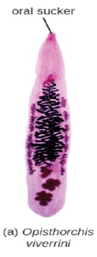 <p>Flukes are <strong>non segmented worms </strong>with an oral sucker</p>
