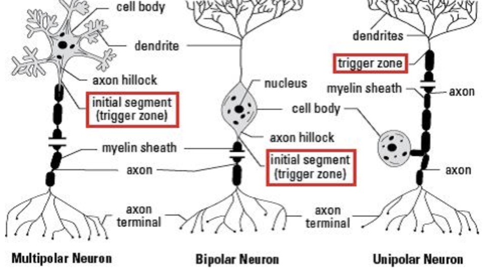 <p><span>Which of the neurons in this picture is efferent?</span></p>