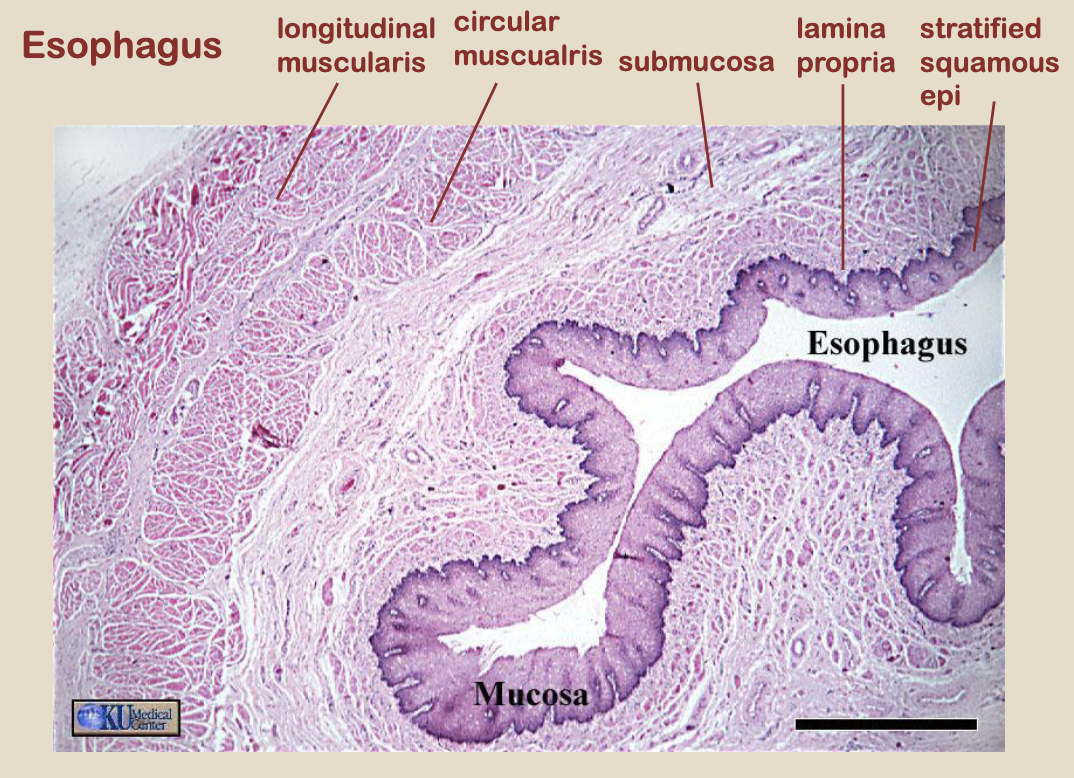 <p>esophagus: stratified squamous epithelium, lamina propria, submucosa, circular muscle, longitudinal muscle, esophageal glands, serosa</p>