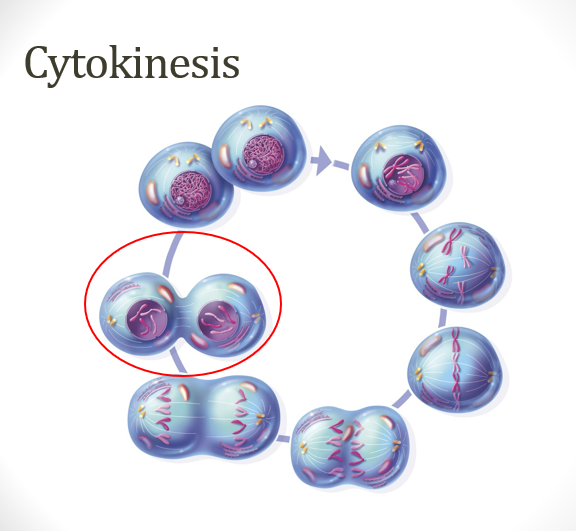 <p>cytoplasm <strong>division </strong>→ cell membrane <strong>pinches </strong>in to form <strong>two </strong>distinct daughter <strong>cells</strong></p><p><strong>plants</strong>: cell <strong>plate </strong>forms first which <strong>separates </strong>two cells by forming <strong>cell wall</strong></p><p><strong>animals</strong>: cell membrane pinches in at the <strong>cleavage furrow</strong></p>