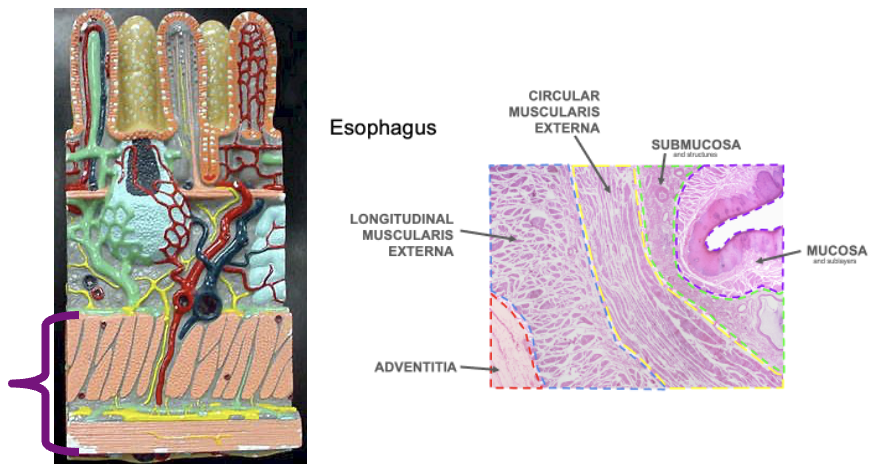 <p><span style="font-family: Calibri, sans-serif;">Muscularis externa</span></p>