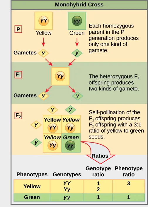 <p>the result of a cross between two true-breeding parents that express different traits for only one characteristic</p>