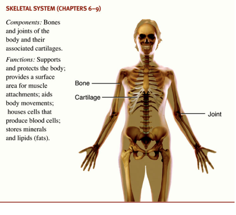 <p>bones and joins of the body and their associated cartilages </p>