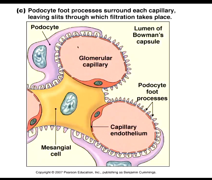 <ul><li><p>large molecules are blocked by:</p></li><li><p>fenestrated capillaries</p></li><li><p>podocytes create thin filtration slits</p></li></ul><p></p>
