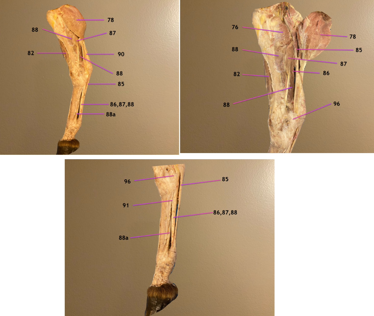 <p>pic 1: medial view of crus, cranial to left</p><p>pic 2: zoomed in on crus &amp; 78 reflected </p><p>pic 3: zoomed in on cannon region</p><p>.</p><p>label 91, 96</p>