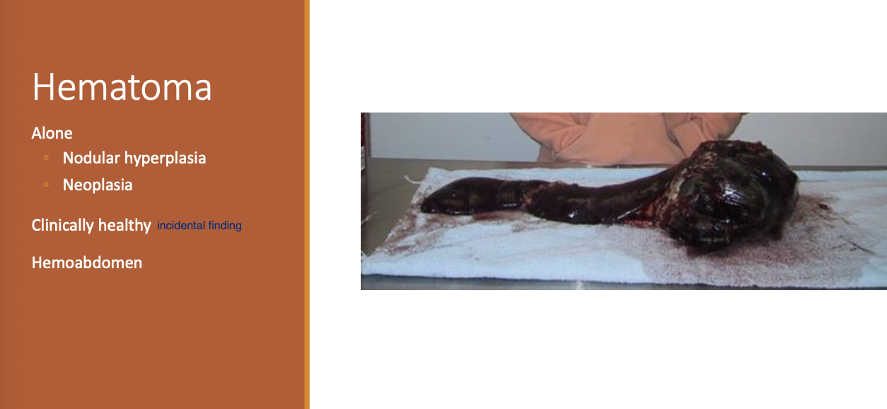 <p>healthy</p><p>hemoabdomen</p>