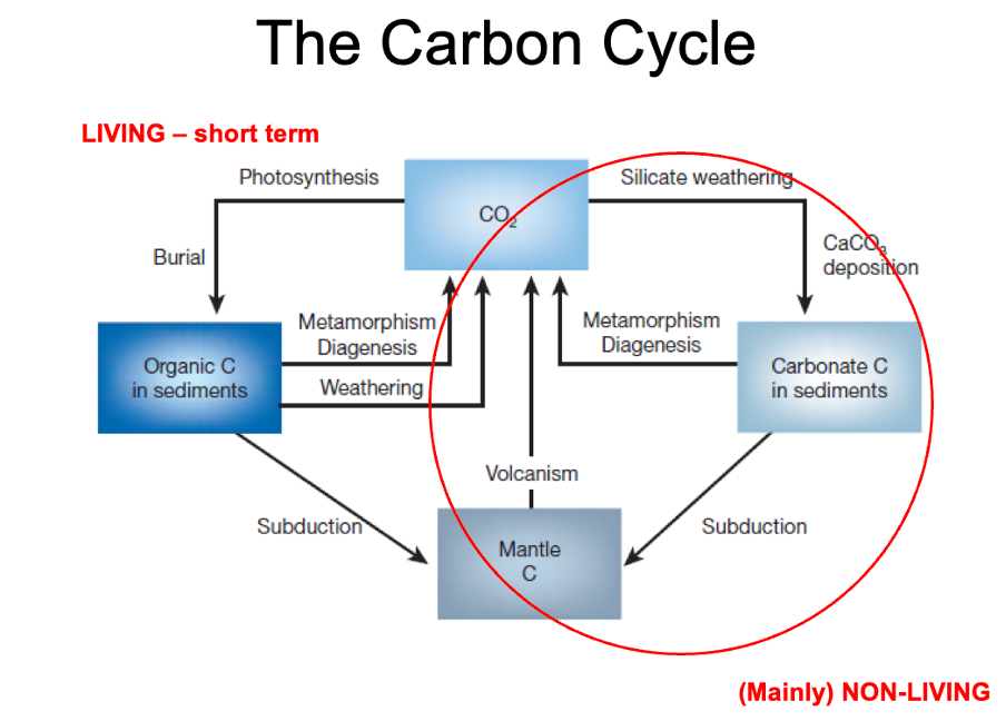 <p>long term carbon cycle</p>
