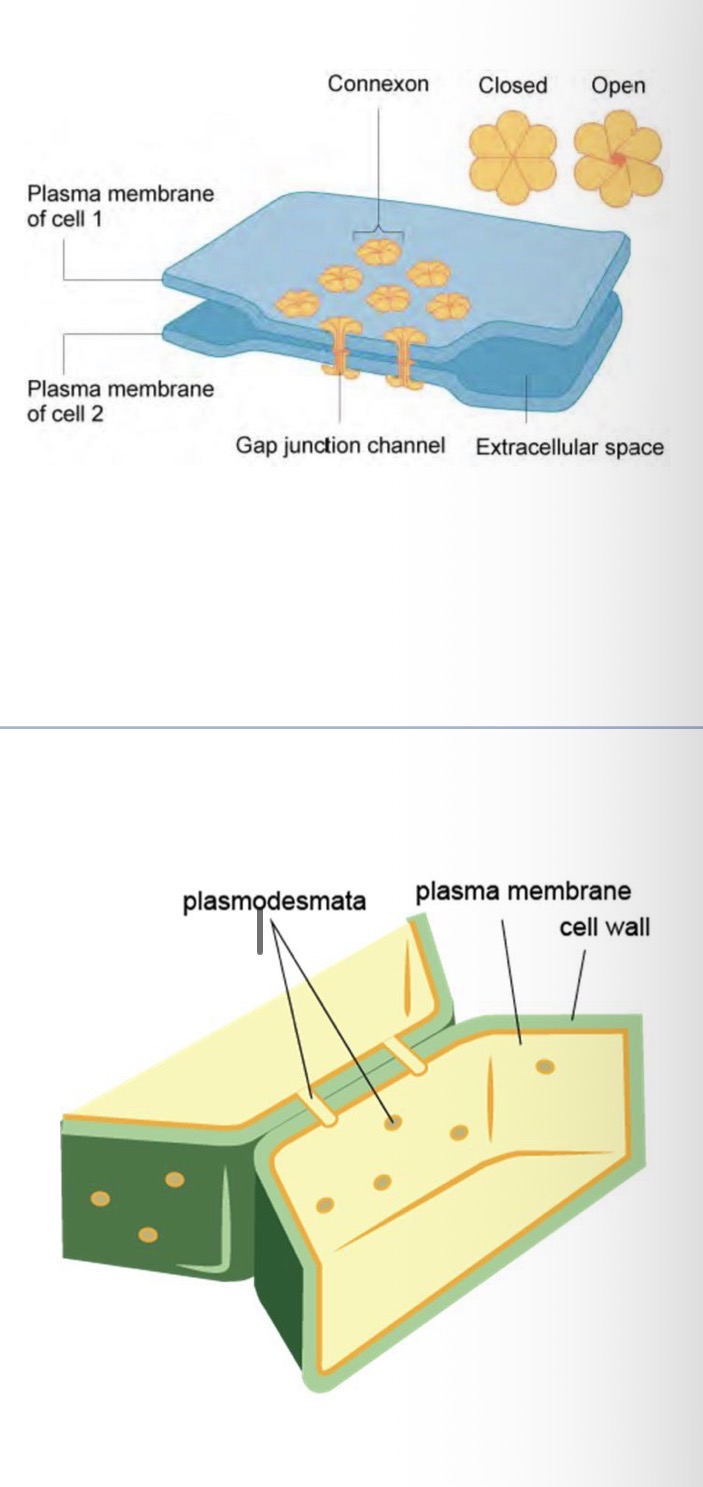 <ul><li><p>Animal cells- Cell cytoplasms are connected by gap junction channels (proteins that span the gap junction) that can be opened and closed to allow small molecules and ions to move from one cell to another </p></li></ul><ul><li><p>Plant cells- cell cytoplasms are connected by plasmodesmata (channels lined with cell membrane) to allow passage of small and large solutes (proteins and mRNA) from one cell to another </p></li></ul><p></p>