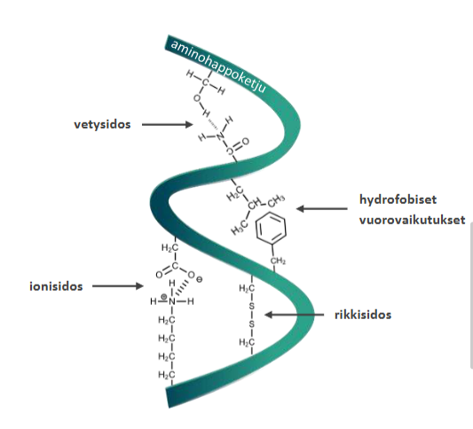 <ul><li><p>Rikkisillat</p></li><li><p>Vetysidokset</p></li><li><p>Ioniset vuorovaikutukset</p></li><li><p>Hydrofobiset vuorovaikutukset</p></li></ul><p></p>