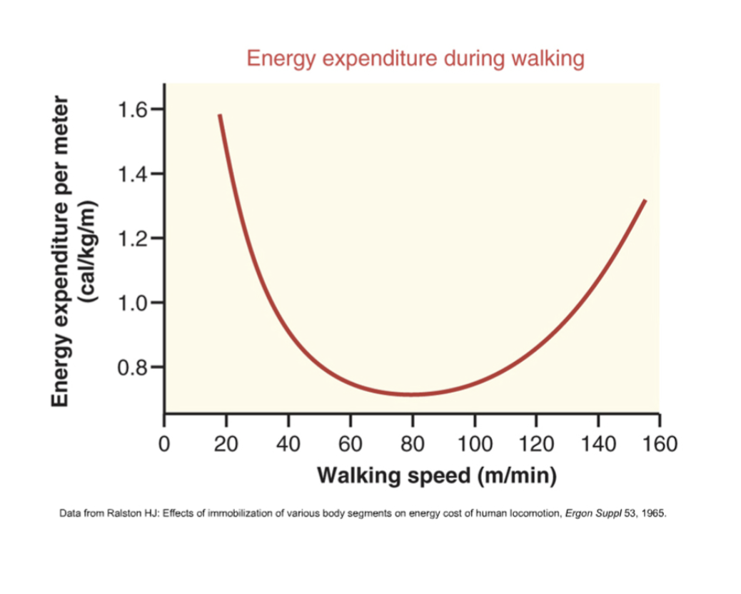 <p>Energy expenditure generally increases with walking speed due to higher muscular demands and metabolic rates. However, there is a desirable walking speed (1.33 m/sec or 80 m/minute) that is lowest, and going slower than that rate actually increasing the energy expenditure  </p>