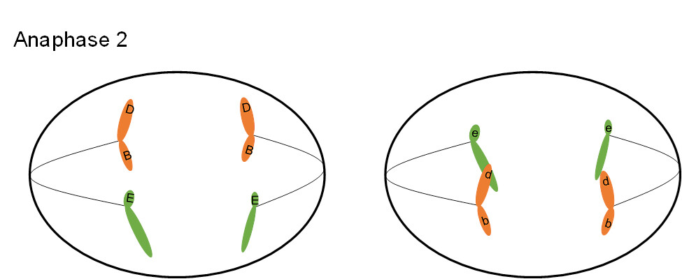 <p>chromosomes look like an X because it is made up of 2 identical copies, cell snaps x in half and pulls copies to opposite sides</p>