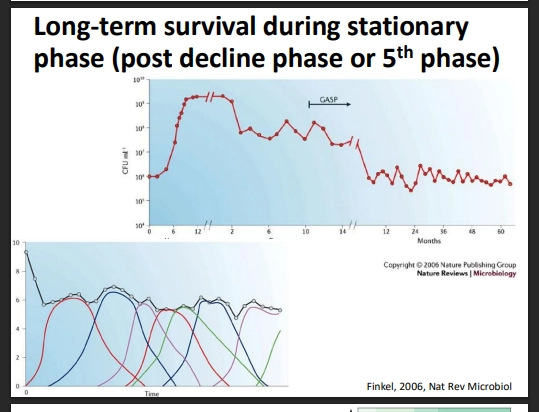 <ul><li><p>the post-decline phase</p></li><li><p>this represents long term survival, where the microbes metabolism is constantly changing as the population is maintained long term </p></li><li><p>here, cell numbers have a slow decline over time</p></li><li><p>due to complexities of metabolism, changes in conditions and nutrients, etc</p></li></ul><p></p>