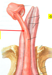 <p>surrounds the urethra</p>