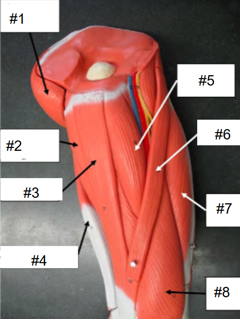 <p>What is #8? (Thigh, medial view)</p>