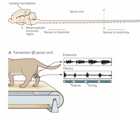 <p>adrenic drugs e.g. L-DOPA administered immediately after transection</p><p>=elevation of NA in the spinal cord</p><p>spontaneous generation of locomotor activity 30 min after administration</p>