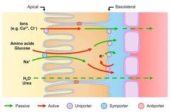 <p>made of a single layer of epithelial cells with:</p><p>- microvilli increase surface area</p><p>- many co-transporter proteins </p><p>- many mitochondria</p>