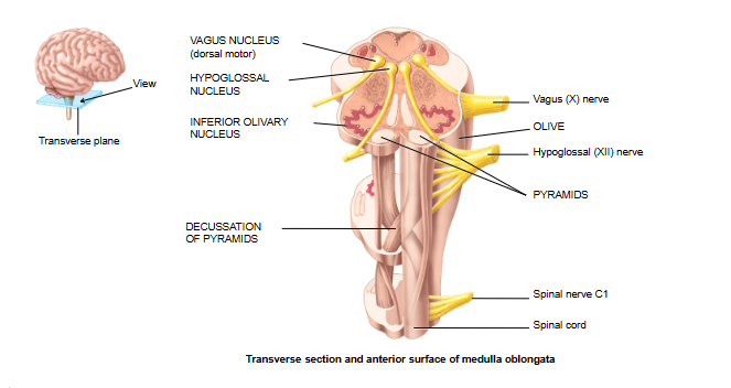 <p>spinal cord, olives, cerebellum</p>