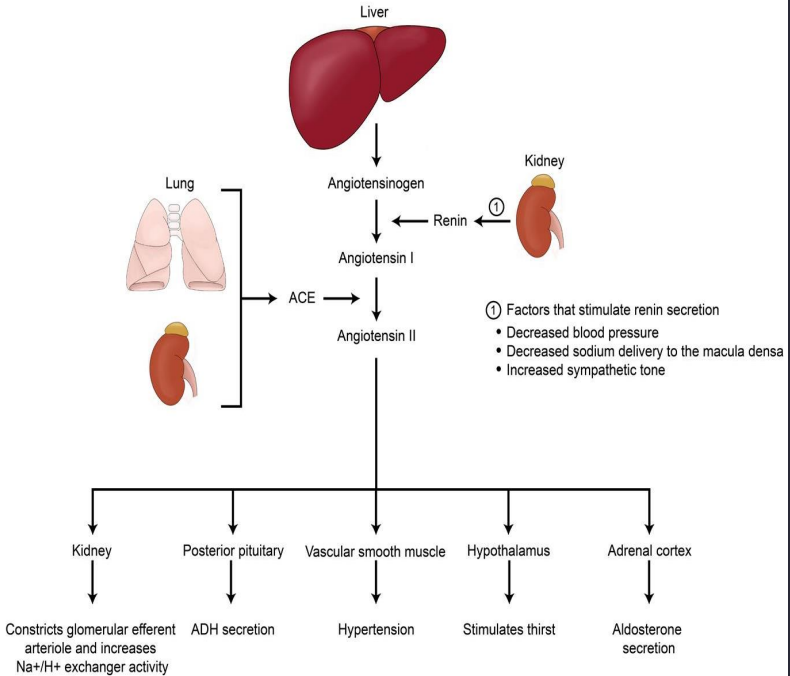<p>Answer: It increases TPR through vasoconstriction.</p><p>Extra Information:</p><ul><li><p>This contributes directly to increased arterial pressure.</p></li></ul><p></p>