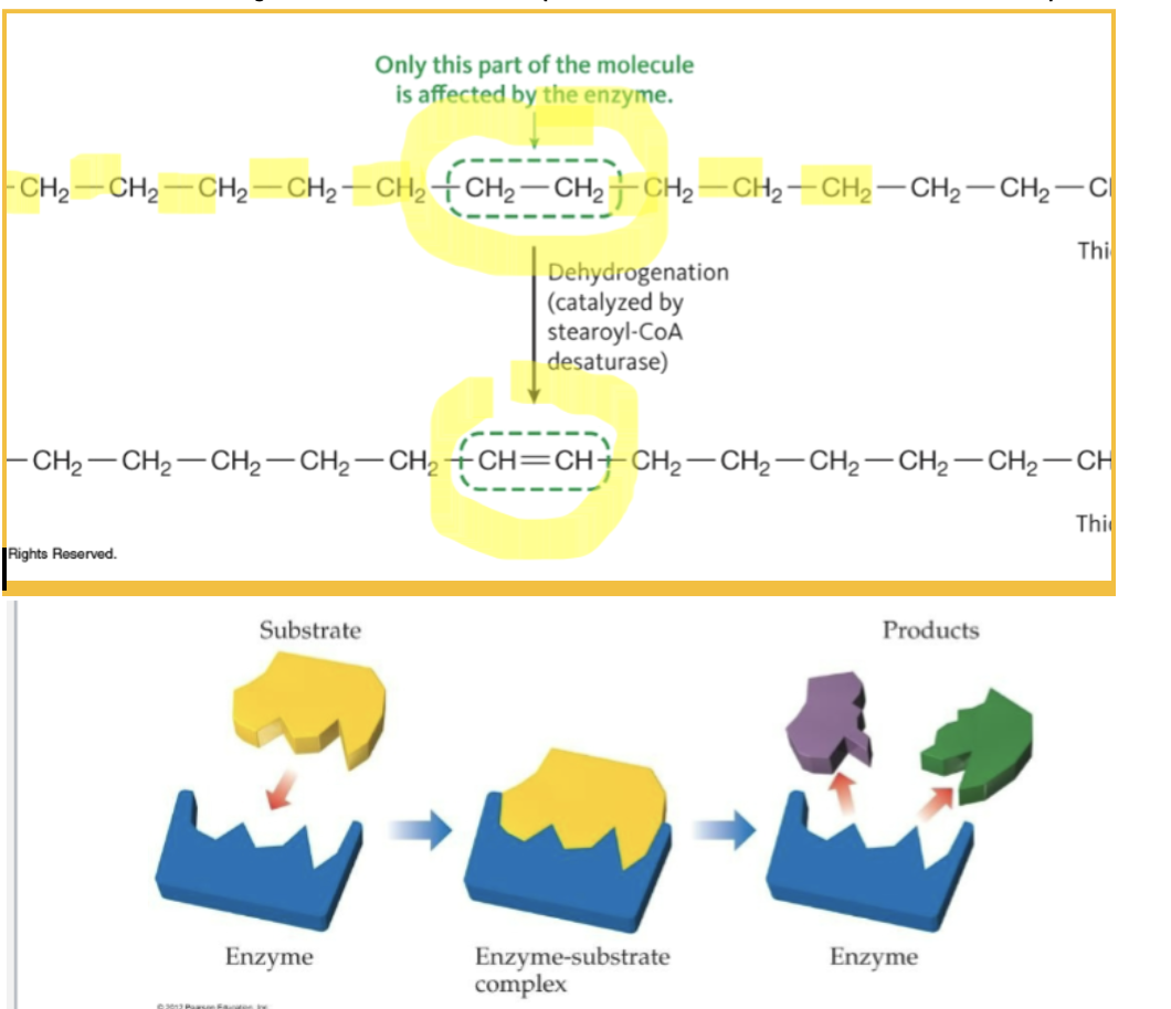 <p>Proteins catalyst that speed up biological reactions </p><ul><li><p>highly specific and will only allow one of many possible products to form. (in a molecule, only happens in one spot)</p></li><li><p>the substrate fits into the active sites of the enzyme much like a key fits into a lock (must be exact shape or won’t fit)</p></li></ul><p></p>
