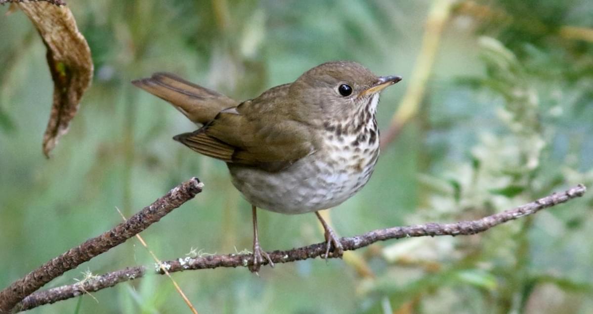 <p>Bicknell’s Thrush</p>