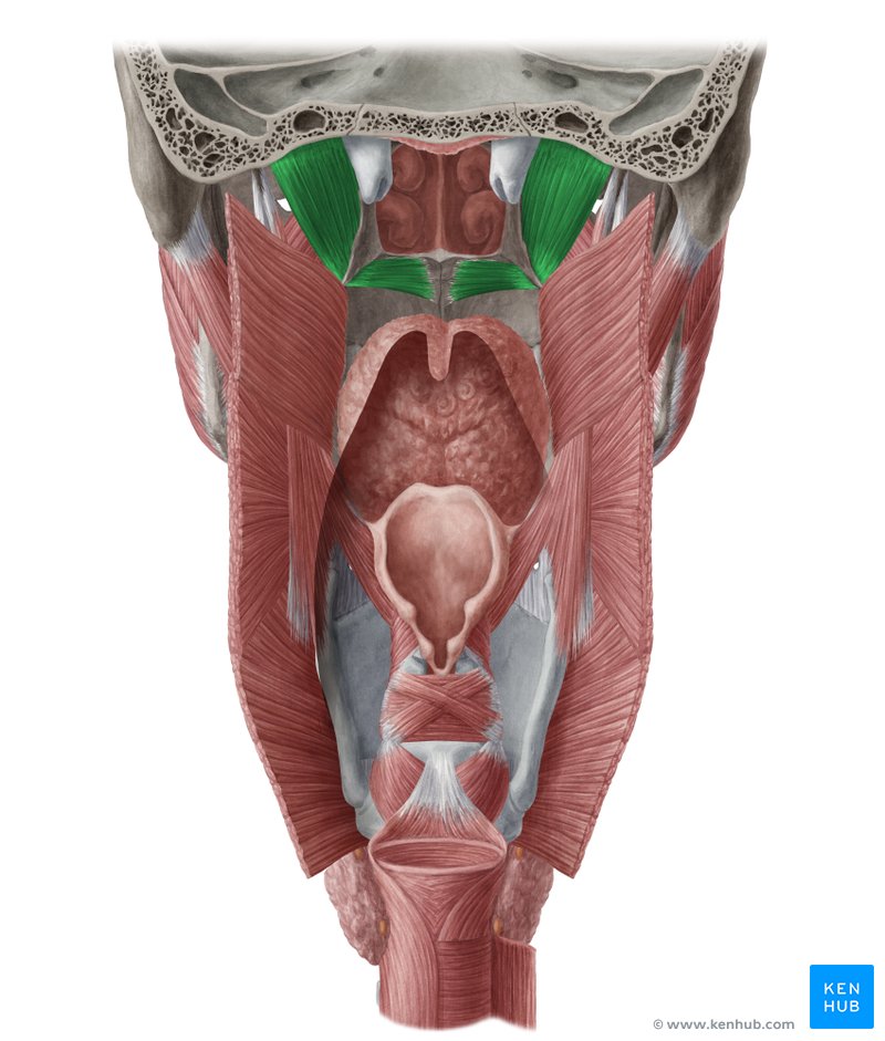 <p>name this muscle and innervation</p>