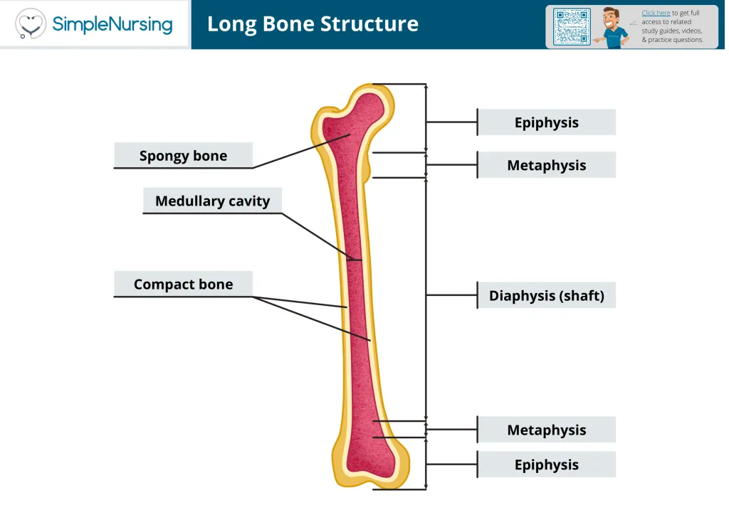 <p>Longer than they are wide</p>