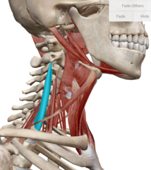 knowt flashcard image