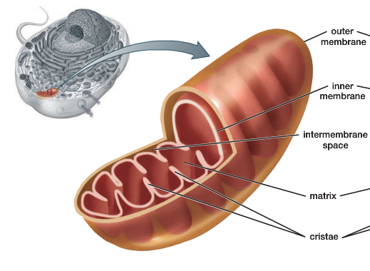 <p>Mitochondria </p>