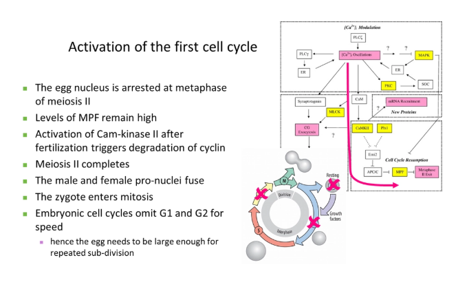 <p><strong>MPF </strong>= maturation promoting factor (composed of the catalytic subunit<strong> cyclin dependent kinase </strong>and the regulatory subunit <strong>cyclin B</strong>)- conserved in all eukaryotes but have different names</p><ul><li><p>this was chemically identified using temperature-sensitive mutations + recombination with different plasmids containing wild type genes</p></li></ul><p></p><p><strong>G1 and G2 </strong>can be <strong>omitted </strong>in the early embryo because it is <strong>faster</strong>, and the egg cell already contains loads of <strong>maternal resources</strong> for sub-division</p>