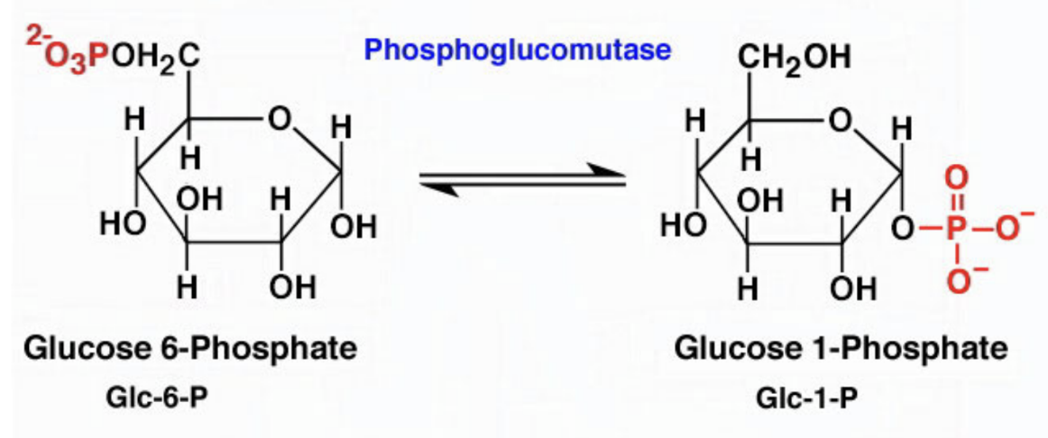<p>What enzyme converts glucose-1-phosphate to glucose-6-phosphate?</p>