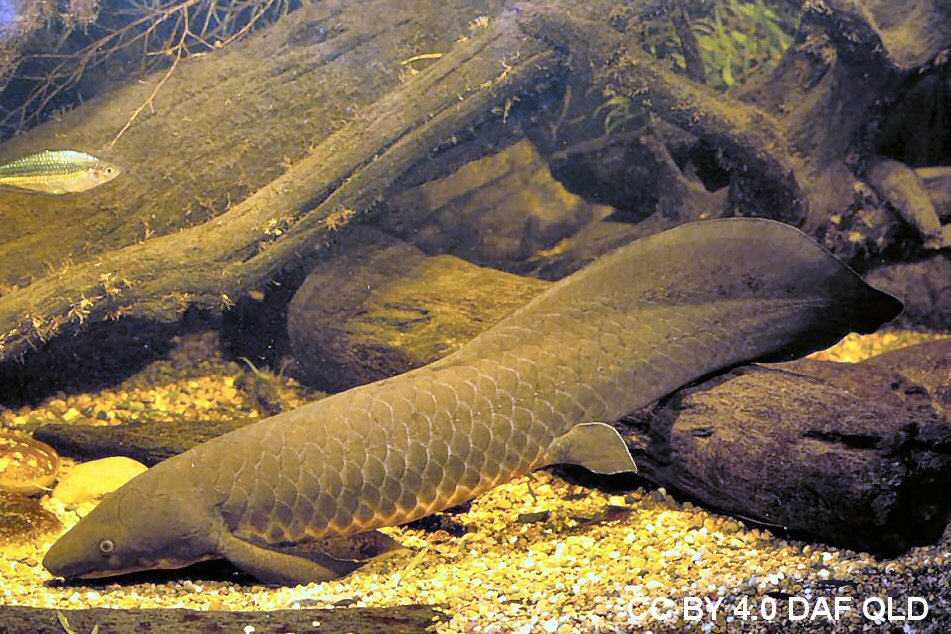<p>What fish is this</p>