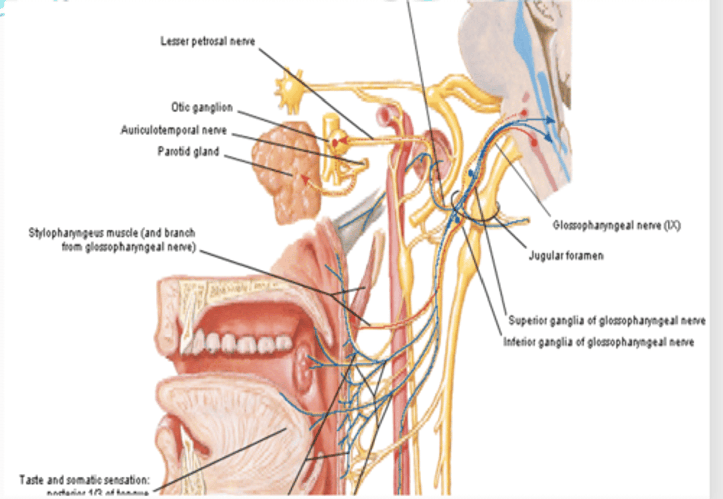 <p>what does the somatic motor branch of CN IX innervate?</p>