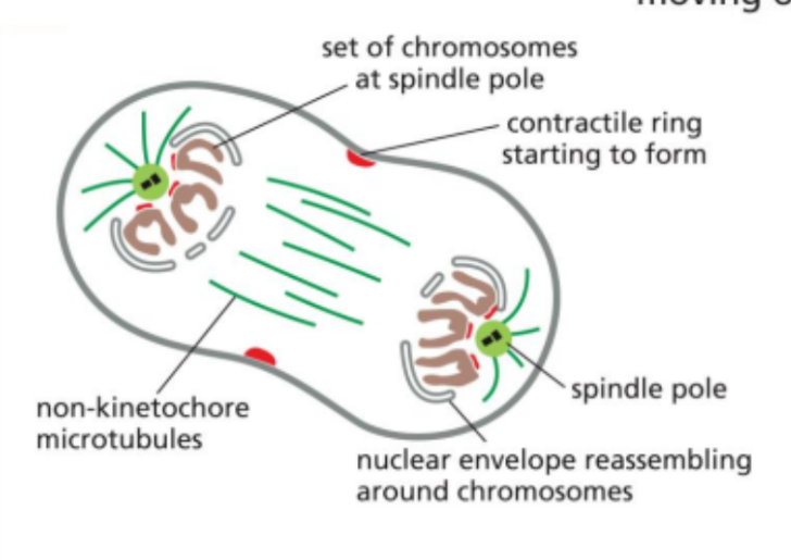 <ul><li><p><span style="background-color: transparent;">The fifth stage of mitosis</span></p></li><li><p><span style="background-color: transparent;">In this, a new nuclear envelope reforms around each set of chromosomes at opposite poles.</span></p></li><li><p><span style="background-color: transparent;">The chromosomes begin to decondense, and the cell prepares to complete division as cytokinesis begins.</span></p></li></ul><p></p>