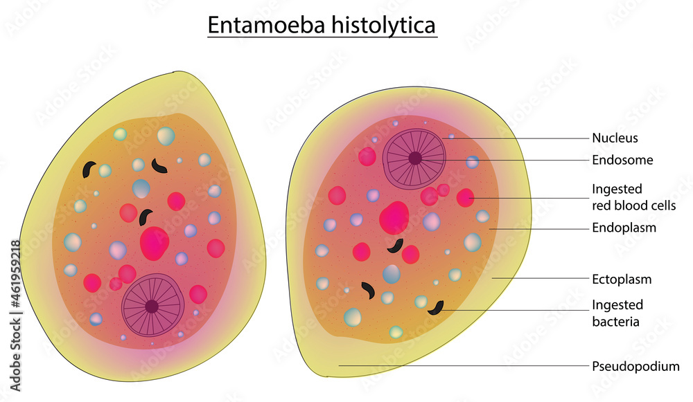 <p>Entamoeba histolytica Anatomy </p>