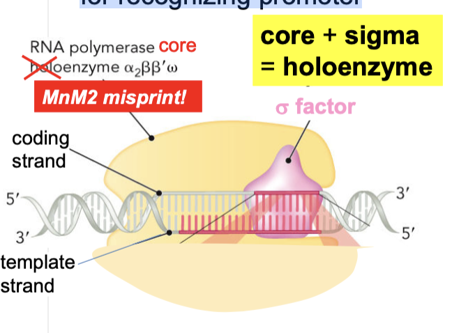 <p>The core enzyme of RNAP: binds DNA non-specifically</p><ul><li><p>requires sigma protein</p><p>for recognizing promoter</p></li></ul><p></p>