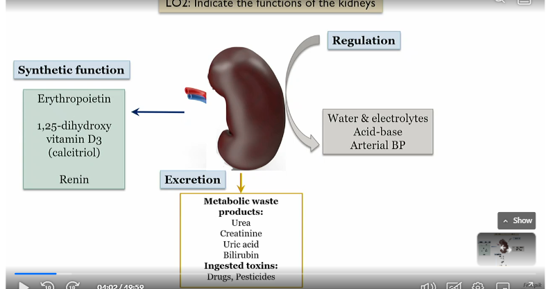 <p>Regulation, excretion, synthetic function</p>