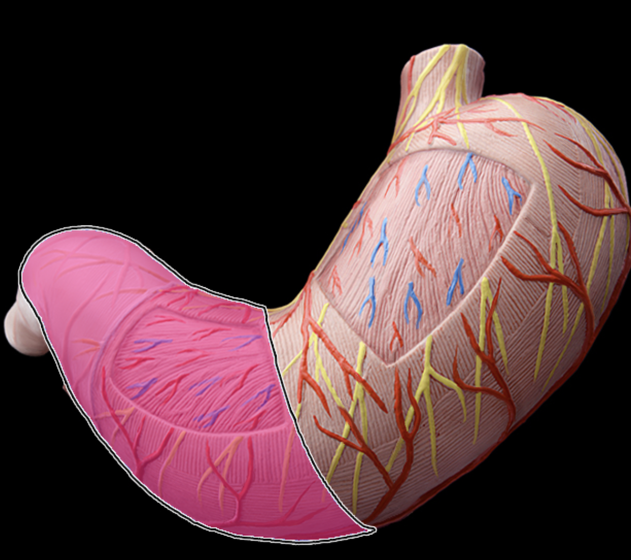 <p>pyloric region</p>